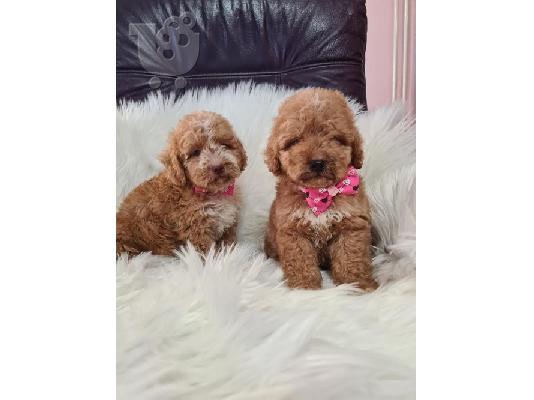 Labradoodle κουτάβια F1B